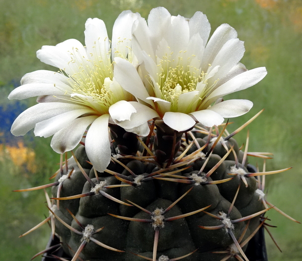 DSC00222Gymnocalycium borthii HV 673