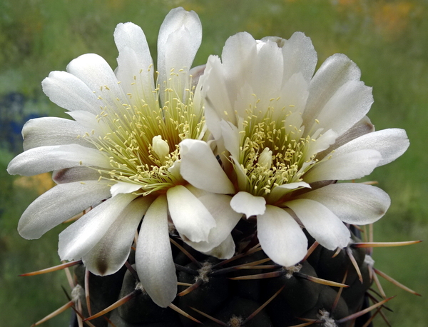 DSC00223Gymnocalycium borthii HV 673