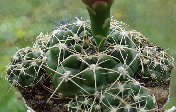 DSC00219Gymnocalycium capillaense