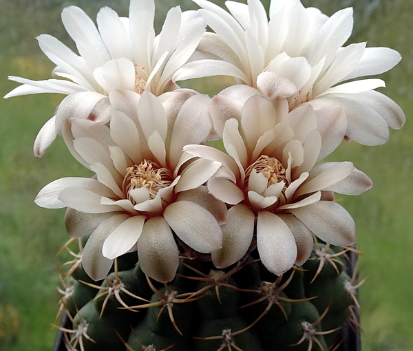 DSC00225Gymnocalycium guanchinense VS 39