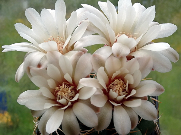 DSC00226Gymnocalycium guanchinense VS 39