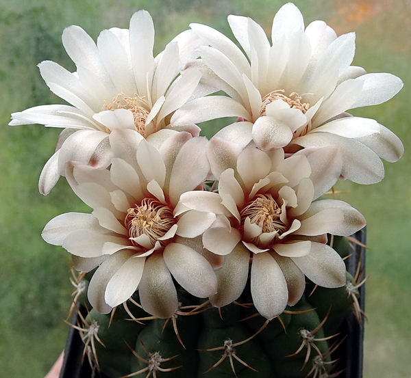 DSC00227Gymnocalycium guanchinense VS 39