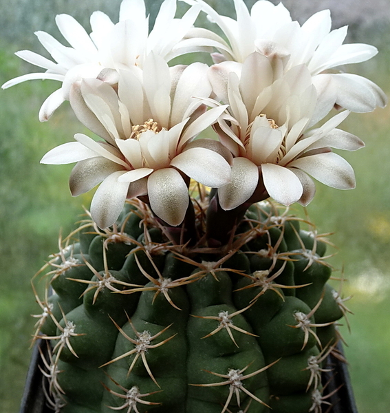 DSC00228Gymnocalycium guanchinense VS 39