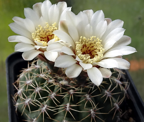 DSC00230Gymnocalycium quehlianum SE6