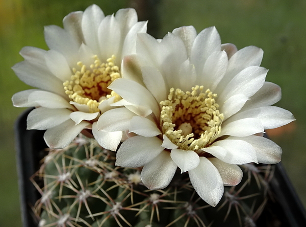 DSC00231Gymnocalycium quehlianum SE6