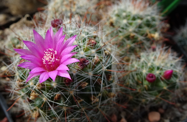 DSC00248Mammillaria zeilmanniana