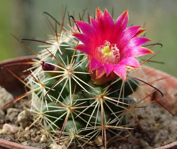 DSC00249Mammillaria nunezii