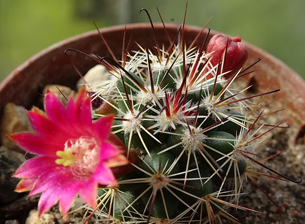 DSC00250Mammillaria nunezii