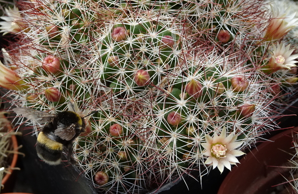 DSC00252Mammillaria marcosii