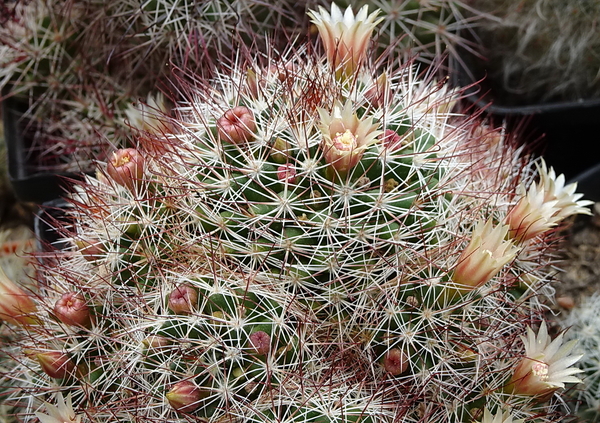 DSC00255Mammillaria marcosii