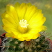 DSC00350Parodia microsperma TB671.1