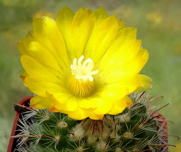 DSC00350Parodia microsperma TB671.1