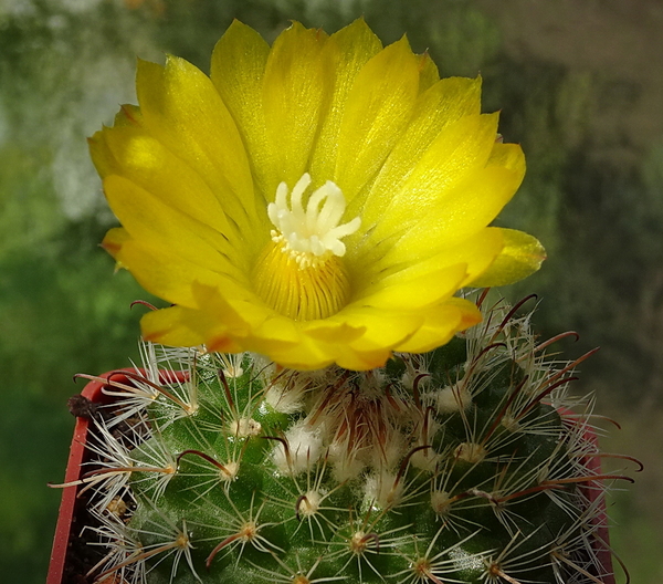 DSC00352Parodia microsperma TB671.1