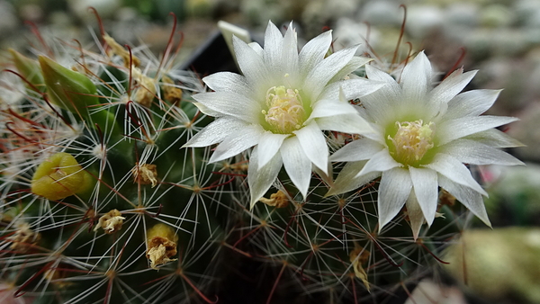 DSC00354Mammillaria zeilmanniana alba