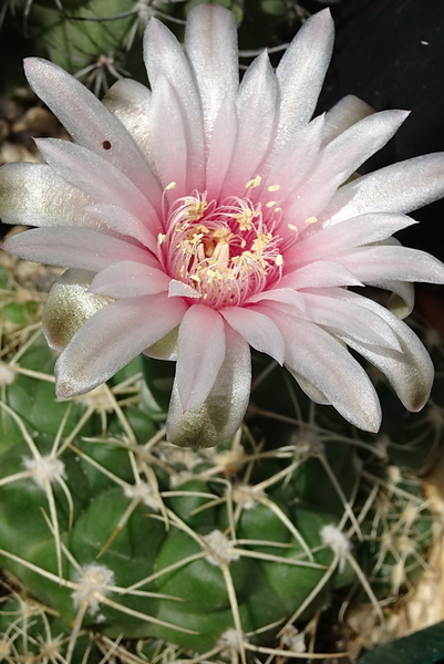 DSC00381Gymnocalycium capillaense