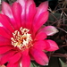 DSC00380Gymnocalycium carminanthum