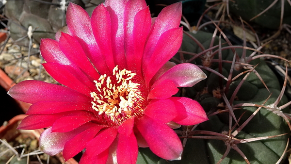 DSC00380Gymnocalycium carminanthum