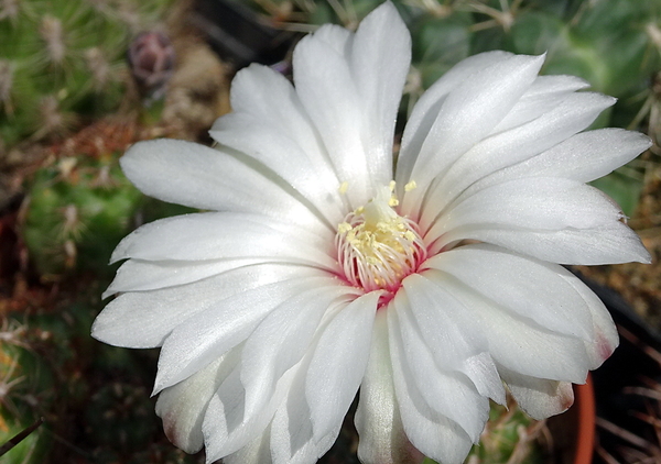 DSC00383Gymnocalycium mesopotamicum LB 612