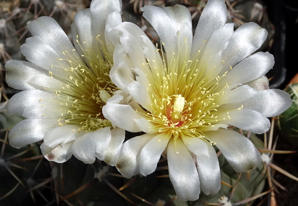 DSC00382Gymnocalycium borthii HV 673