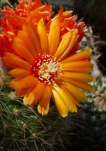 DSC00385Parodia malyana