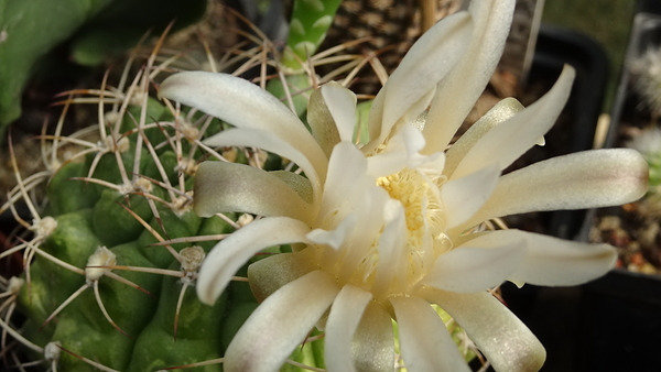 DSC00387Gymnocalycium anisitsi