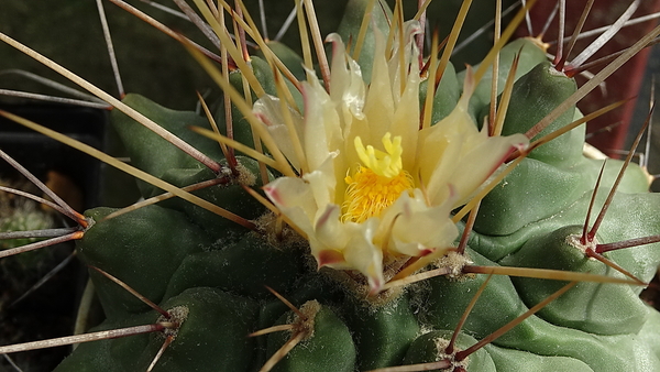 DSC00388Thelocactus rinconensis