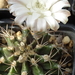 DSC00389Gymnocalycium griseo-pallidum