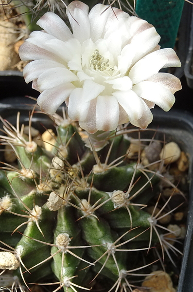 DSC00389Gymnocalycium griseo-pallidum