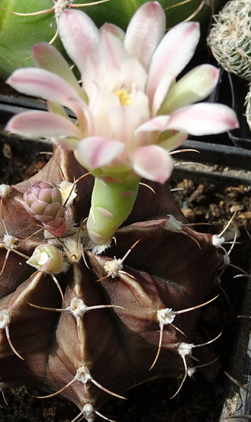 DSC00390Gymnocalycium friedrichii