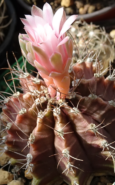 DSC00392Gymnocalycium friedrichii