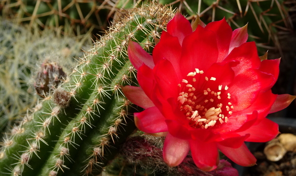 DSC00393Chamaecereus Lincoln Warpaint