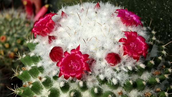 DSC00395Mammillaria polythele v. nuda