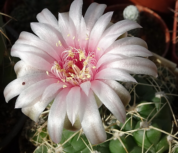 DSC00410Gymnocalycium capillaense