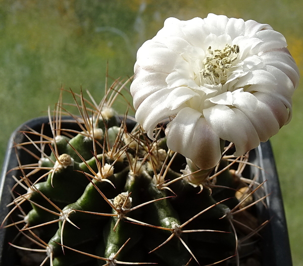 DSC00414Gymnocalycium griseo-pallidum