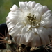 DSC00415Gymnocalycium griseo-pallidum