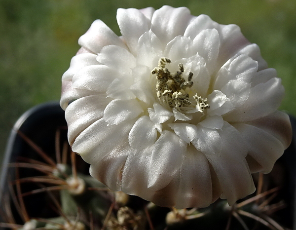 DSC00415Gymnocalycium griseo-pallidum