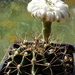 DSC00416Gymnocalycium griseo-pallidum