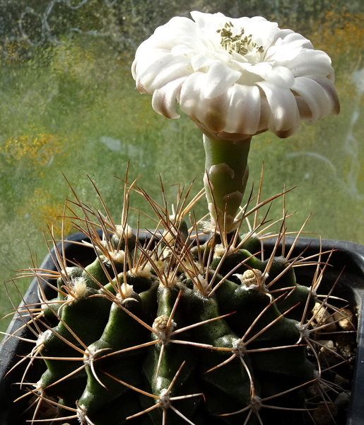 DSC00416Gymnocalycium griseo-pallidum