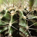 DSC00417Gymnocalycium griseo-pallidum