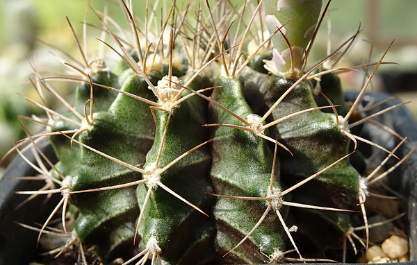 DSC00417Gymnocalycium griseo-pallidum