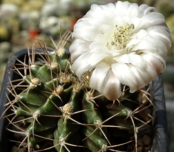 DSC00418Gymnocalycium griseo-pallidum