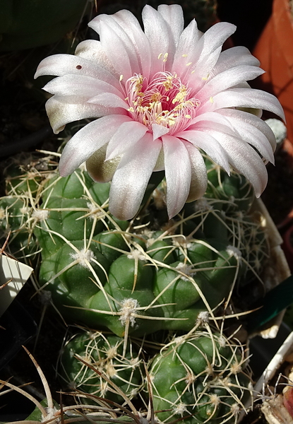 DSC00420Gymnocalycium capillaense