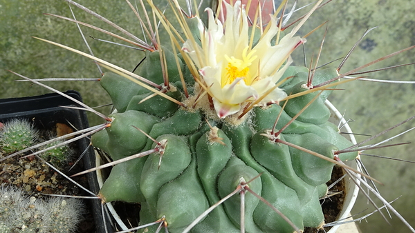 DSC00424Thelocactus rinconensis