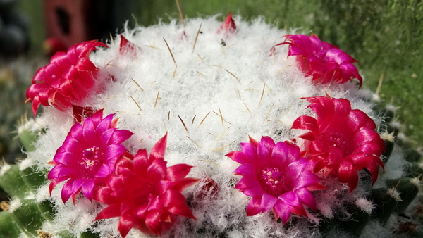 DSC00427Mammillaria polythele v. nuda