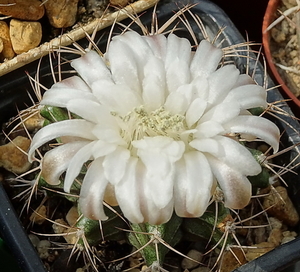 DSC00495Gymnocalycium griseo-pallidum