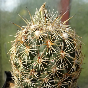 DSC00504Coryphantha echinus Val Verde