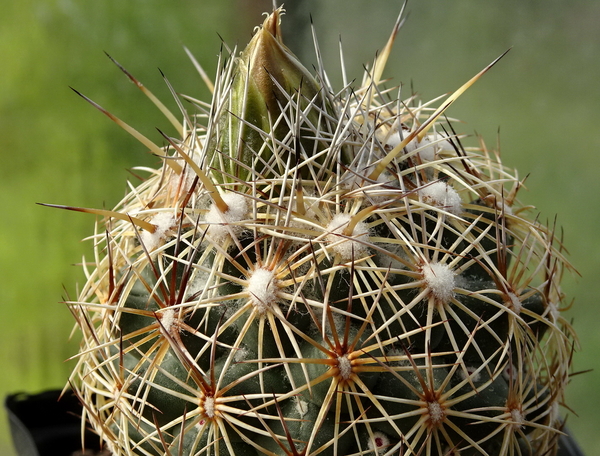 DSC00506Coryphantha echinus Val Verde