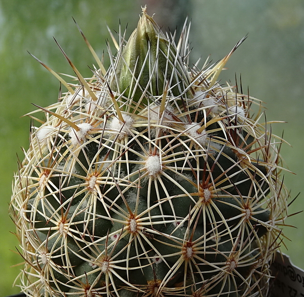 DSC00507Coryphantha echinus Val Verde