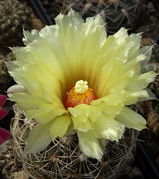 DSC00539Coryphantha echinoidea