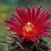 DSC00540Parodia suprema